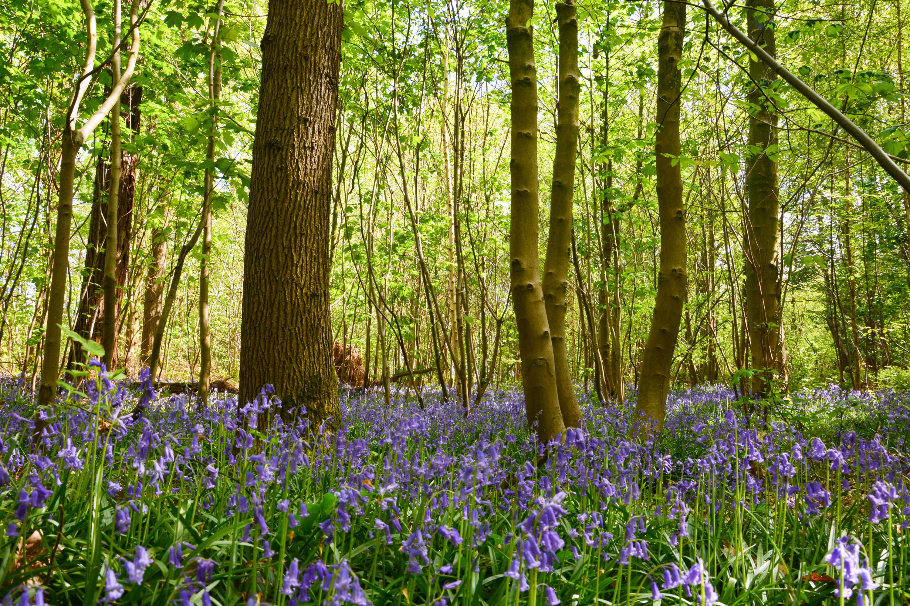 Boshyacinten Helleketelbos