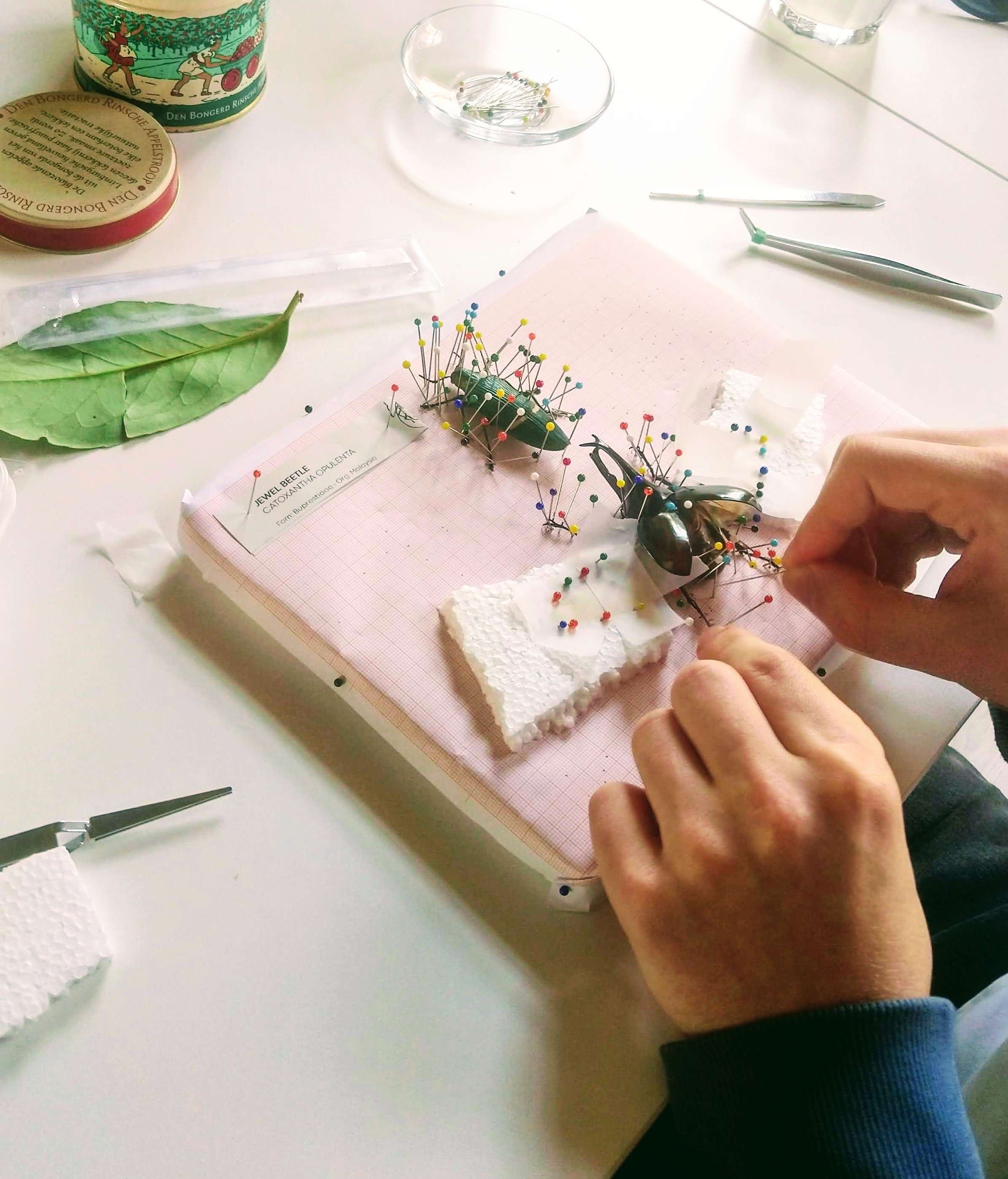 Workshop kevers opzetten