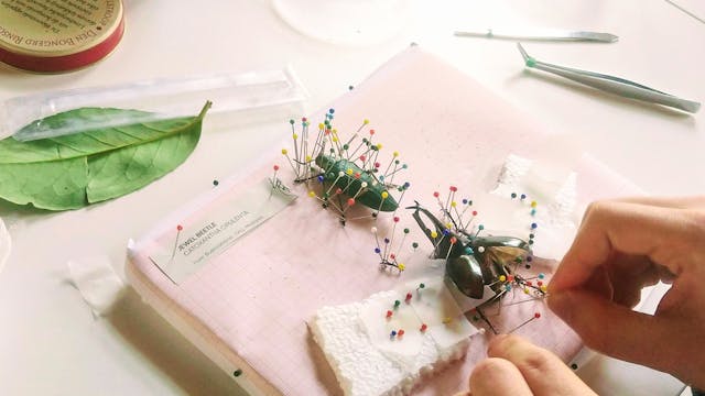 Workshop kevers opzetten