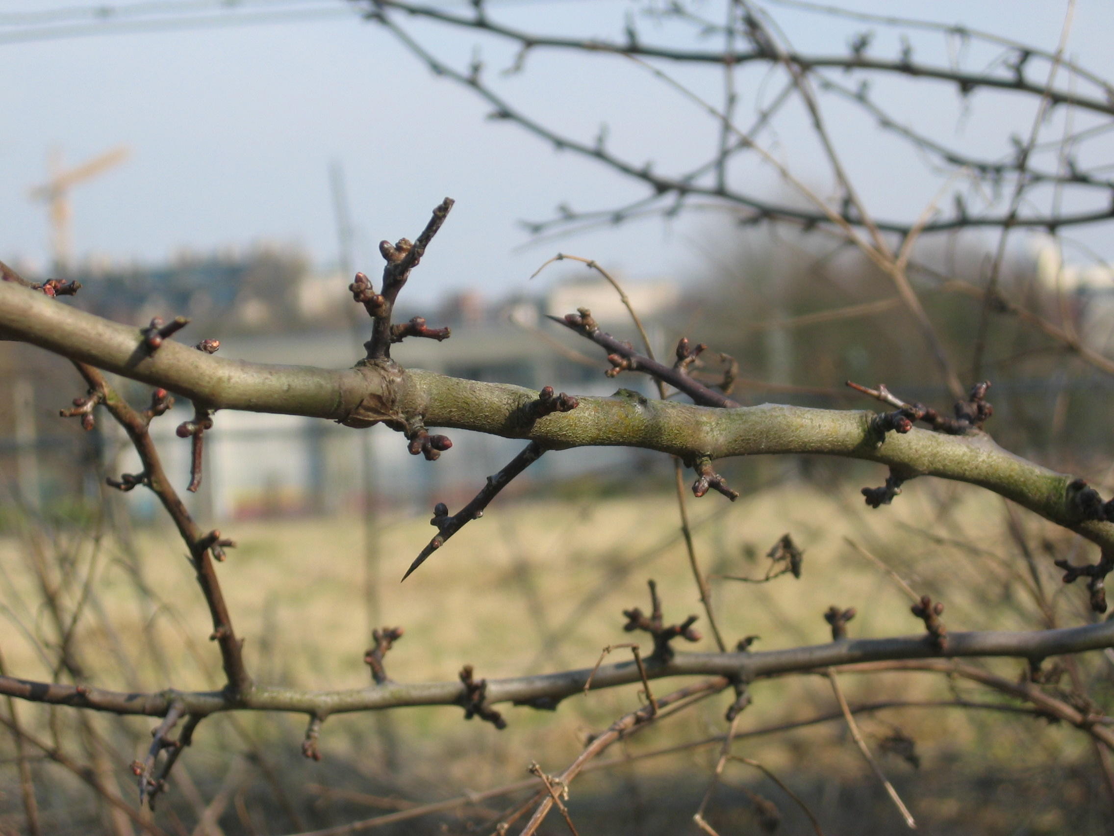 Montre-moi tes bourgeons et je te dirai qui tu es !