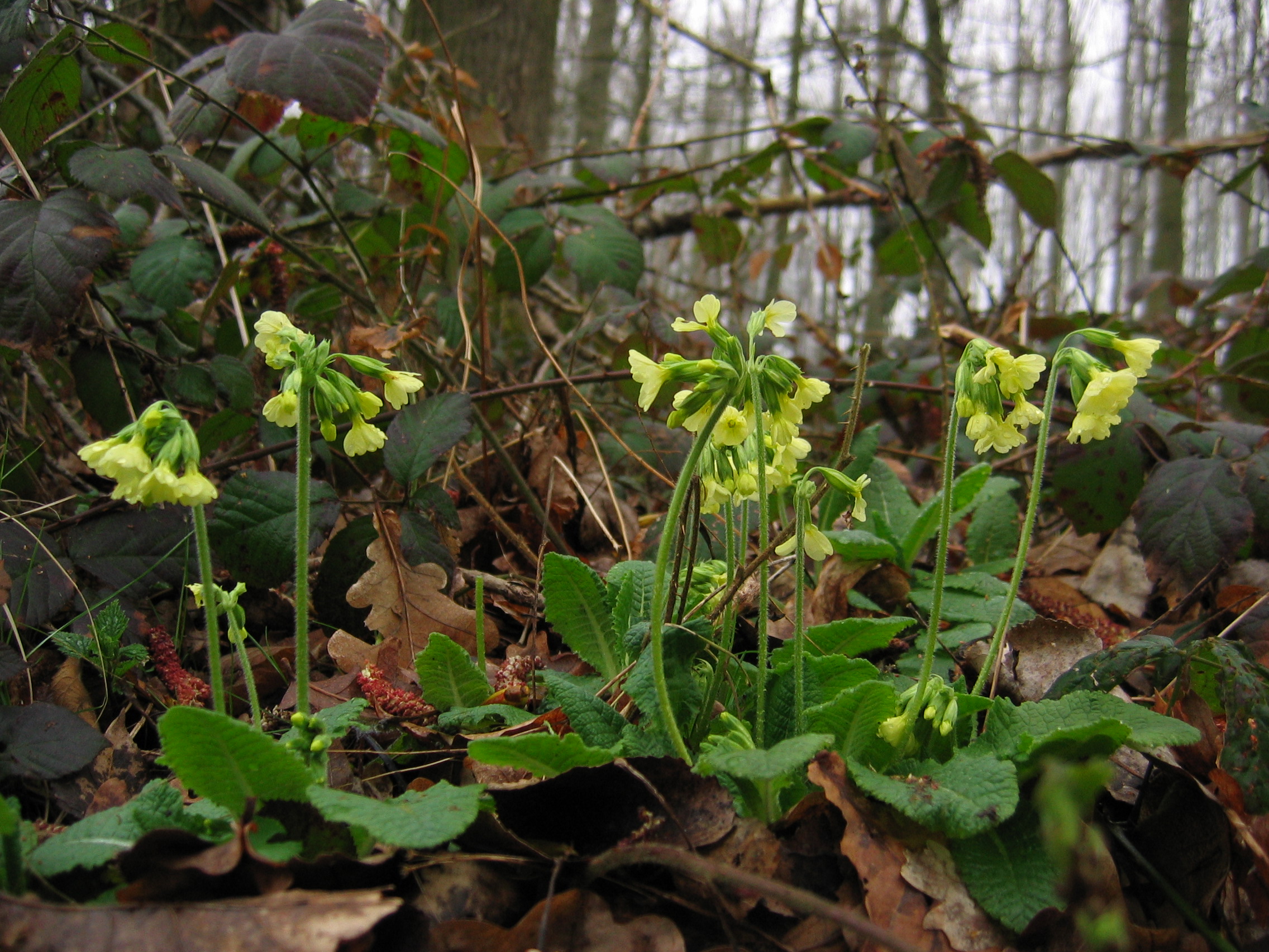 Slankje sleutelbloem in het Wijtschot