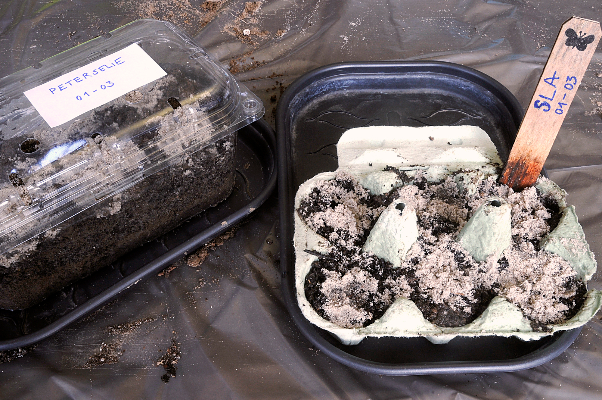 Detailbeeld zaden in eierdoos.