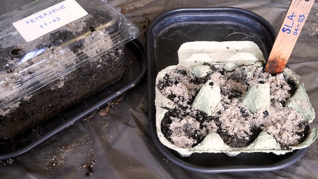 Detailbeeld zaden in eierdoos.