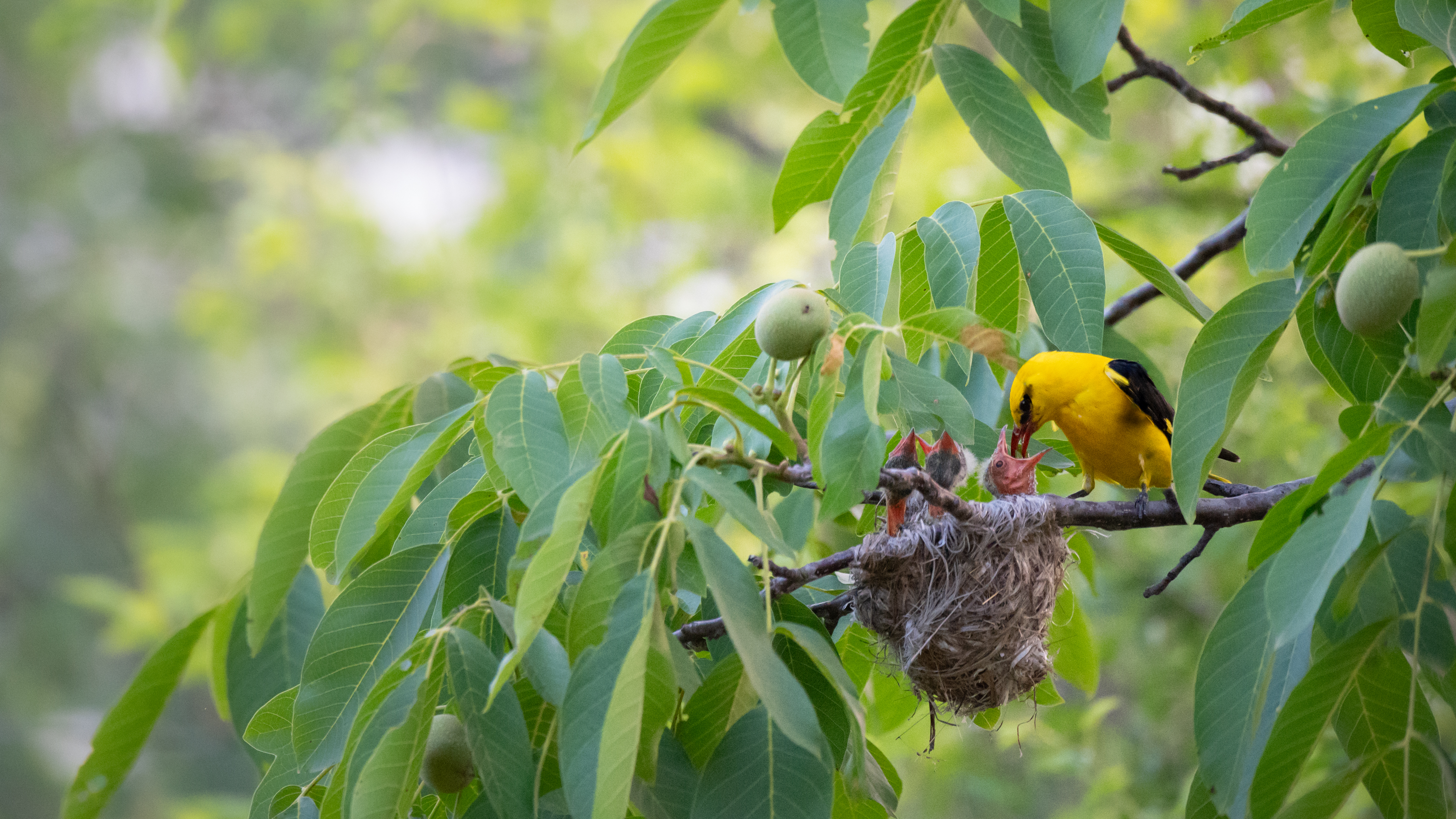 VROEGE VOGELWANDELING AAN DE MAAS  in Kessenich