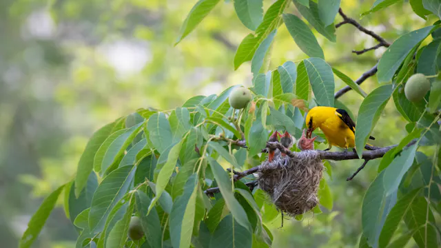 VROEGE VOGELWANDELING AAN DE MAAS in Kessenich