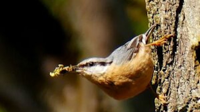 Nature Escape Game, Foto: Marcel Smeers