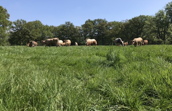 Onze koeien op de zomerweides