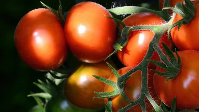 1, 2 & 3 mei: Opendeurweekend "Bio-groenteplanten en kruiden"