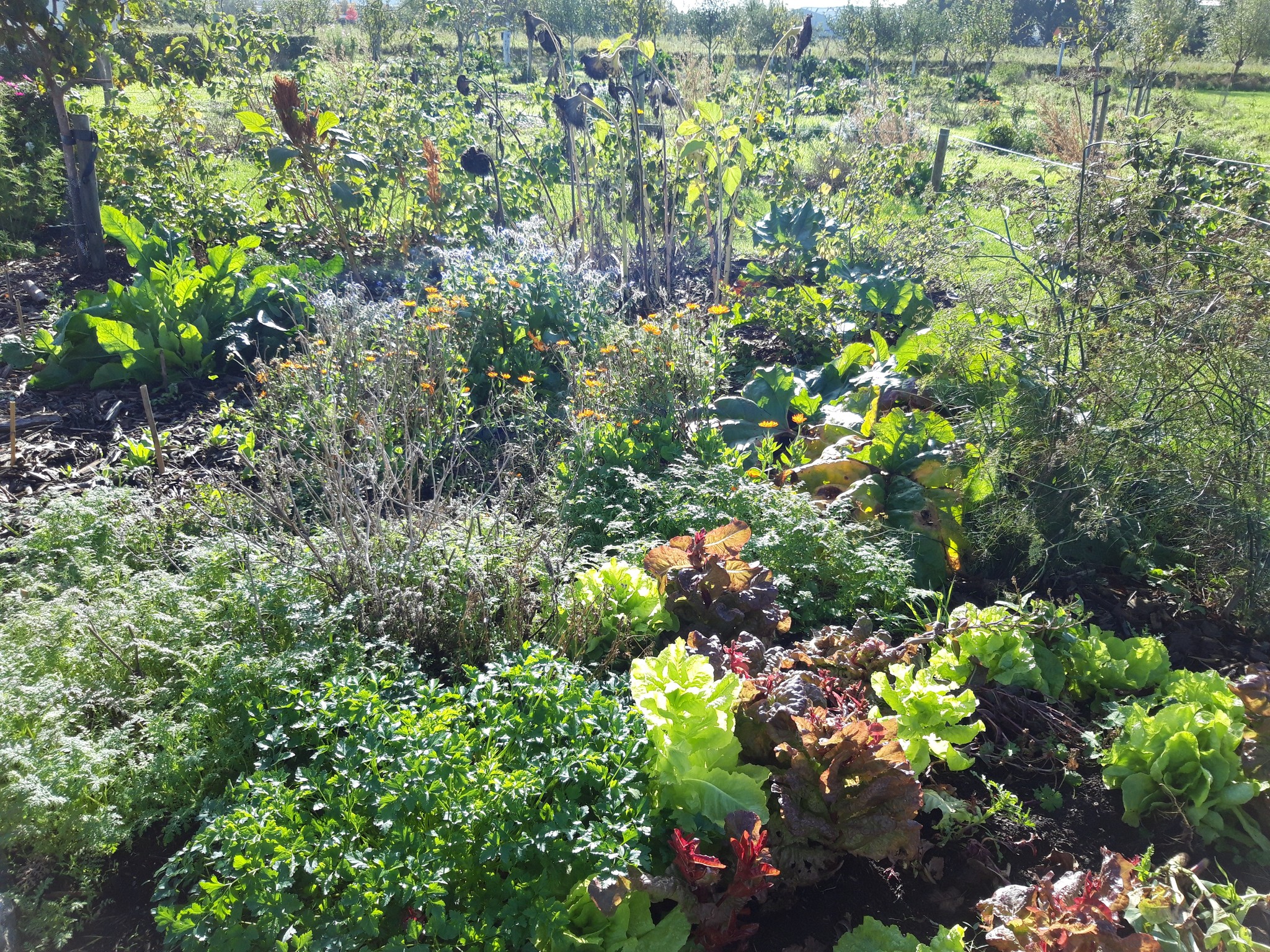 eetbare tuin ontwerpen