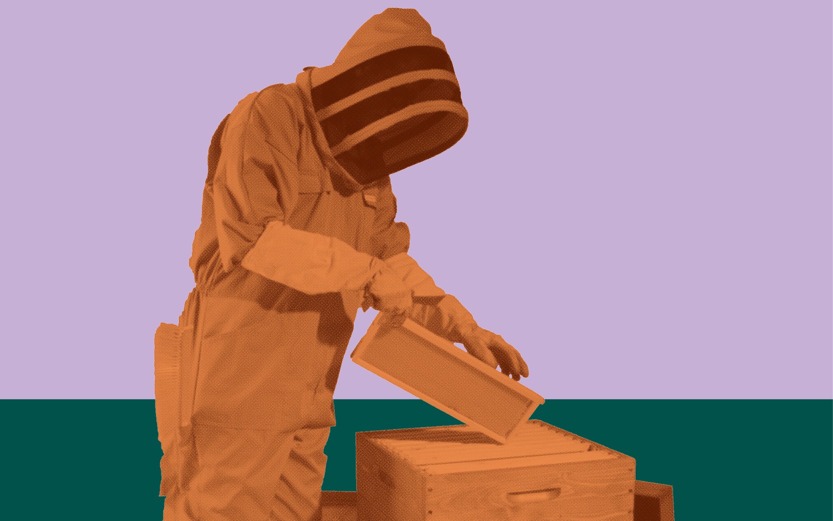 Cursus bijenteelt voor gevorderden