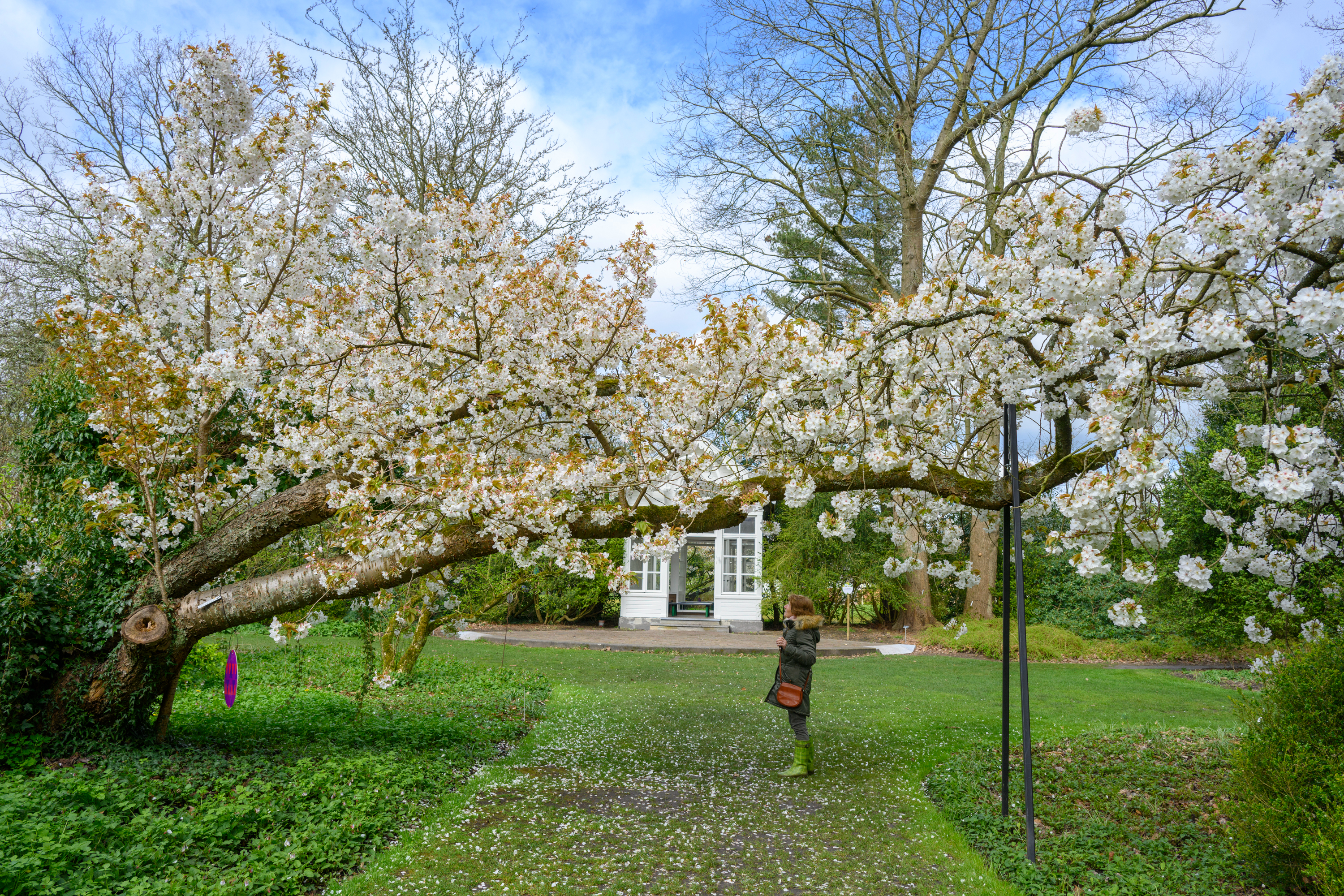 vrouw wandelt onder kersenbloesem door, op de achtergrond de Gloriëtte