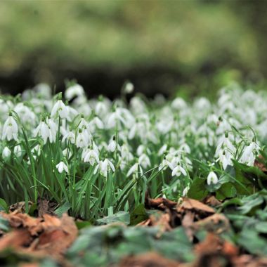 De sneeuwklokjes bloeien 