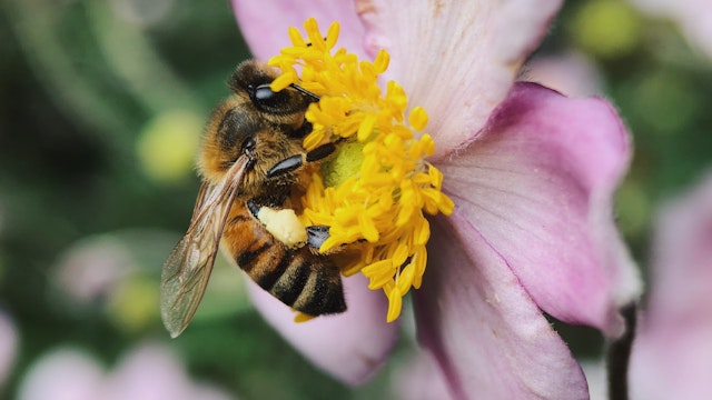 Insectenwandeling