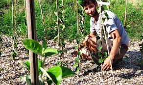 Entles van fruitbomen