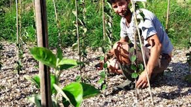 Entles van fruitbomen