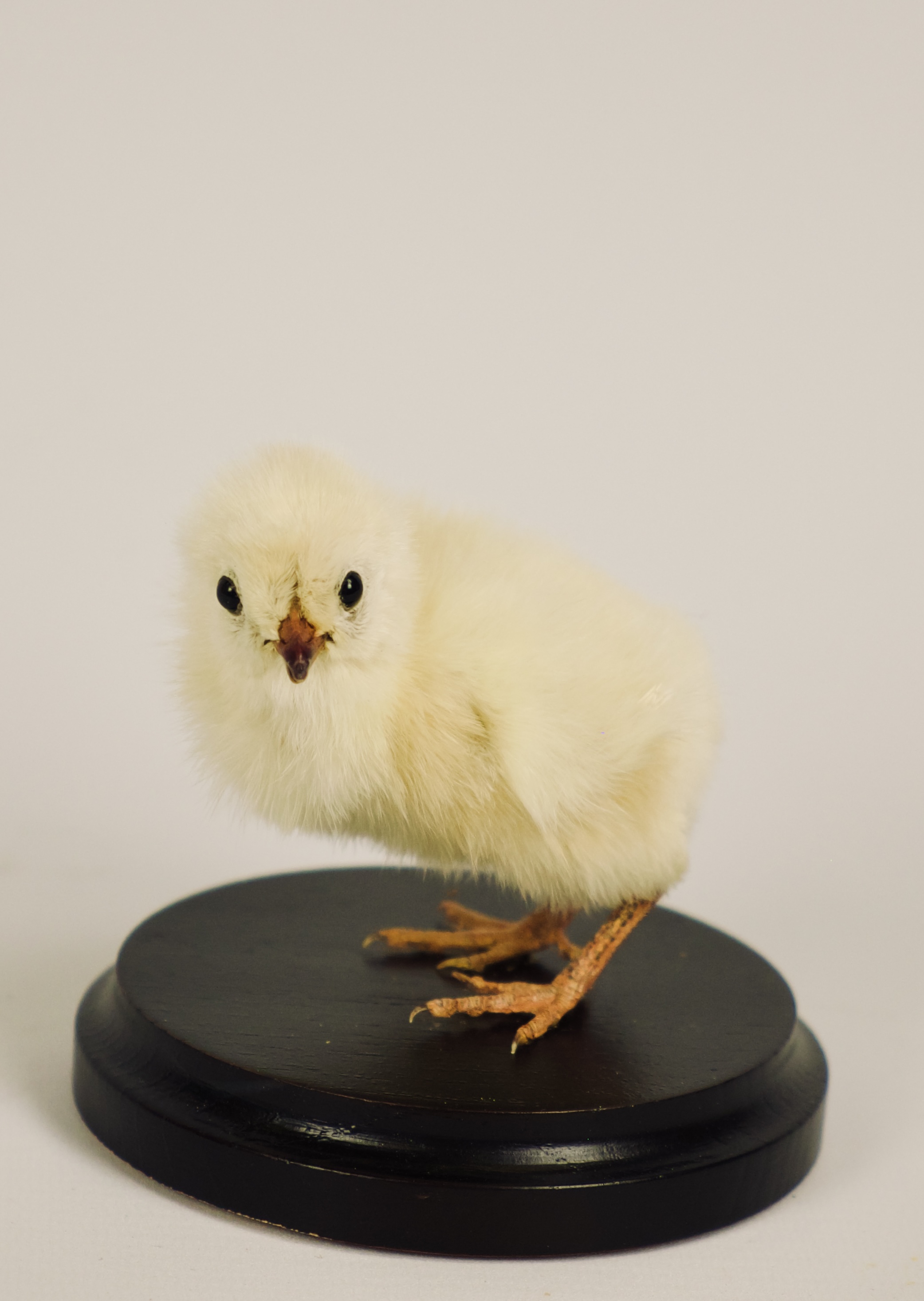 Taxidermie kippenkuiken