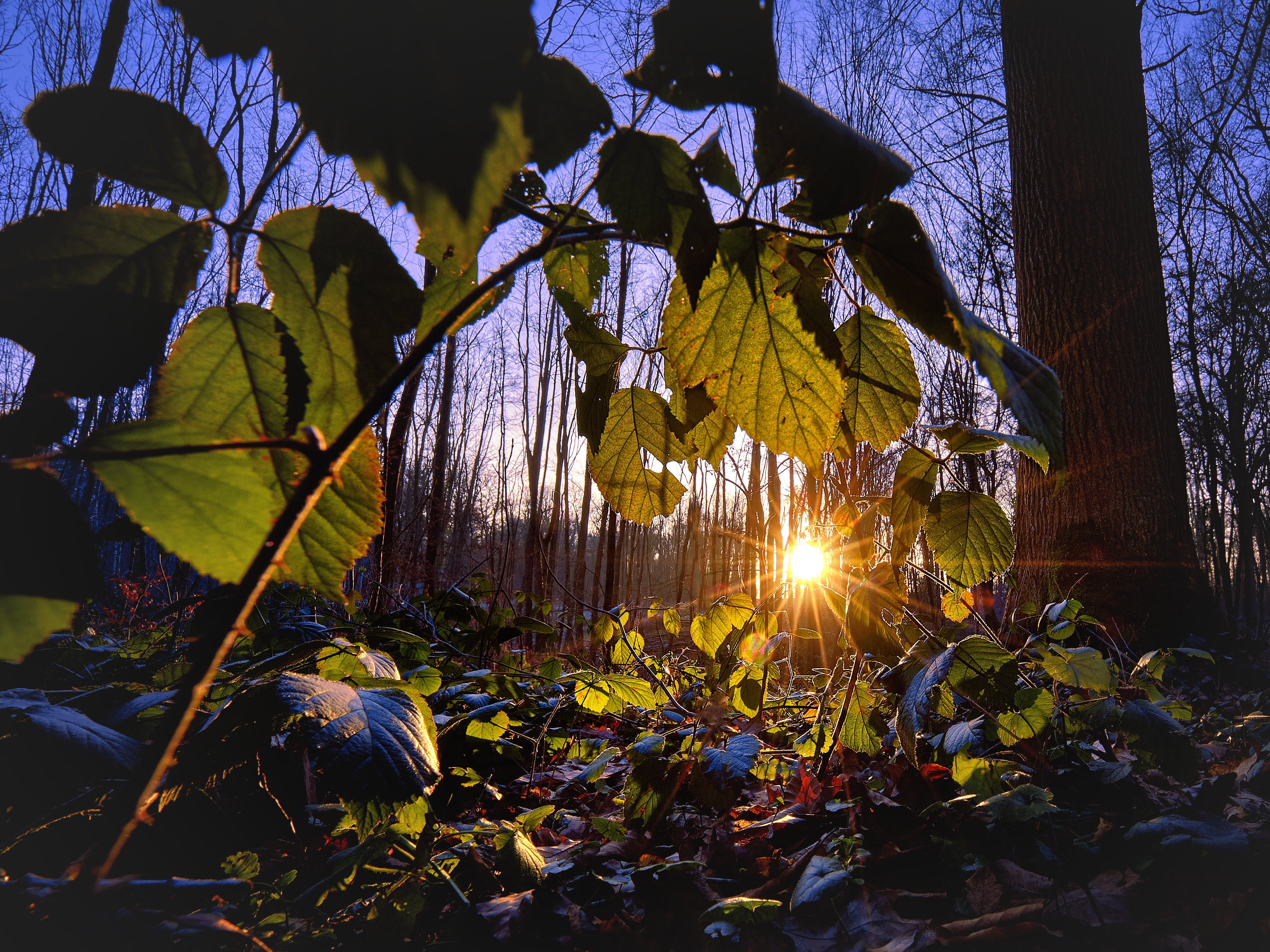 zonsondergang in het bos