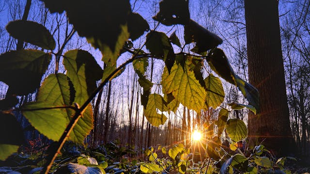 zonsondergang in het bos