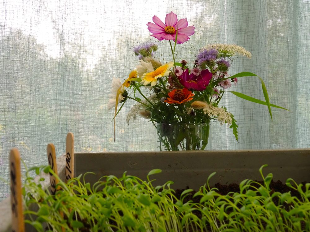 Bloemen zaaien voor je tuin of terras