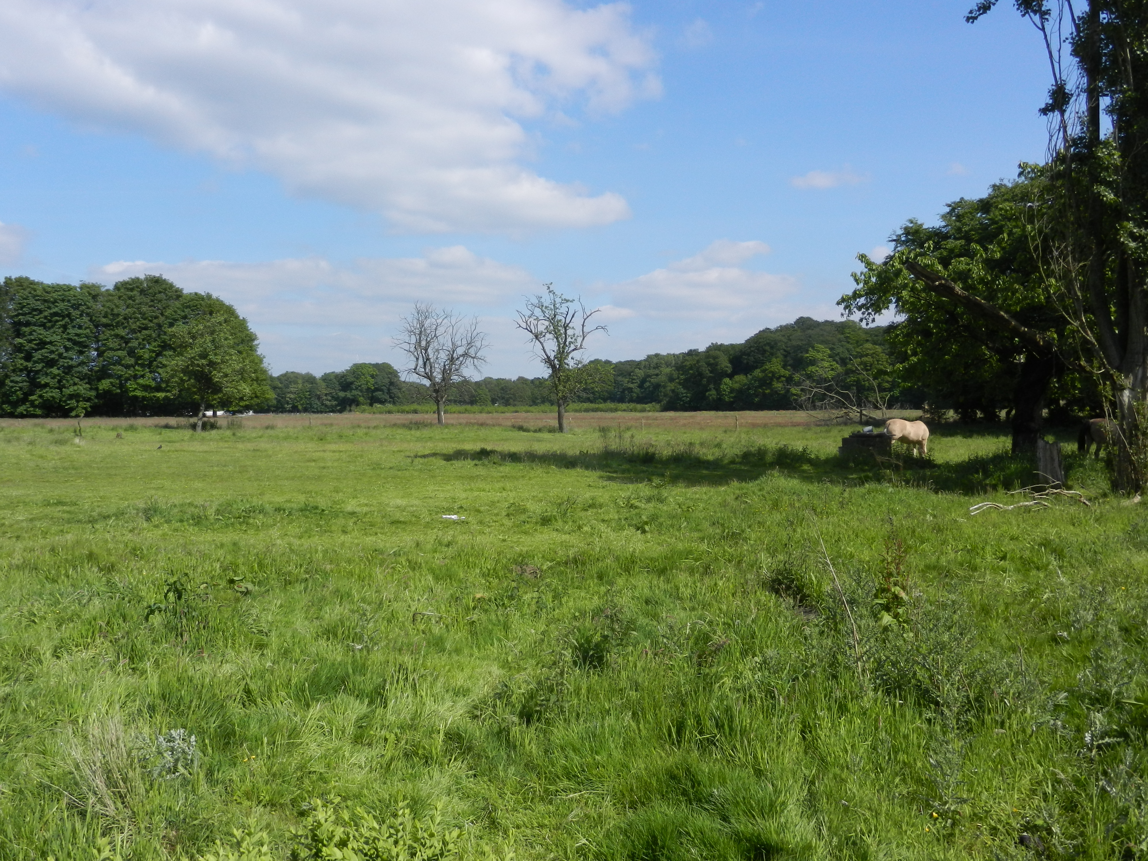 Ertbrugge _ graslanden