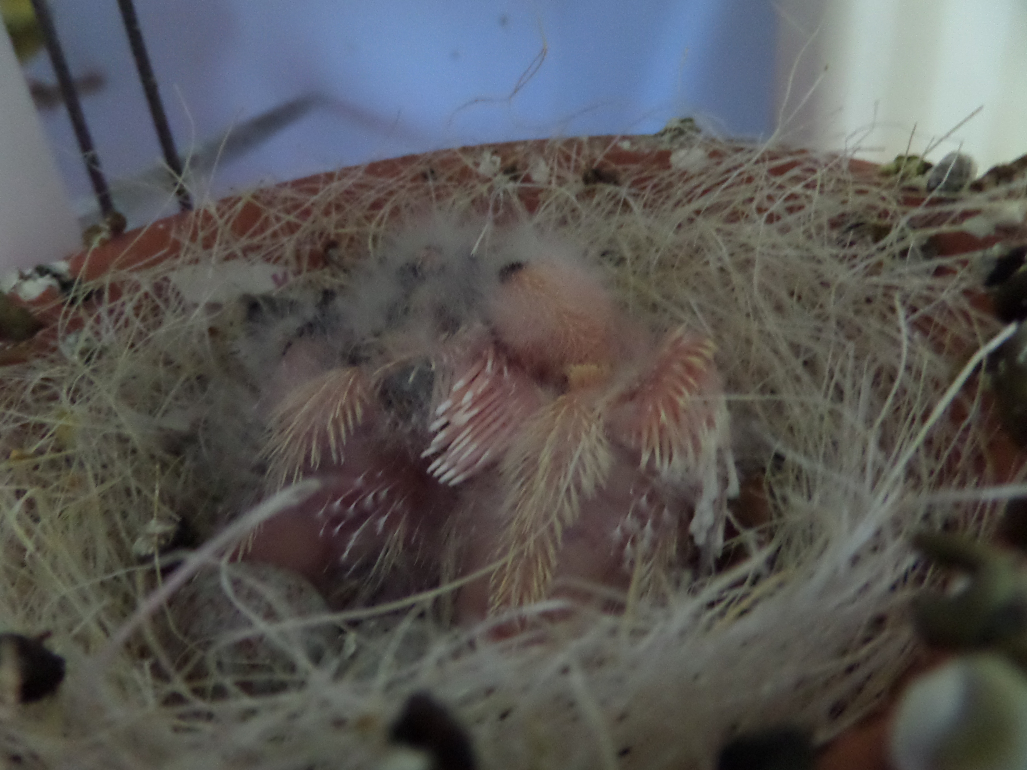 Nest van jonge zangertjes (10 dagen oud)