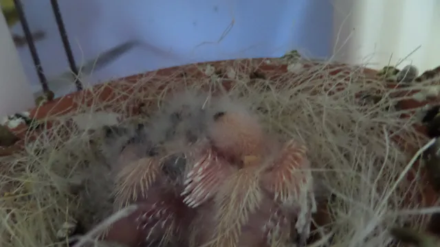 Nest van jonge zangertjes (10 dagen oud)