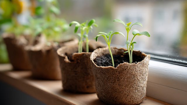Een rij jonge plantjes in bloempotjes staan op een rij op een vensterbank