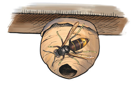 primair nest Aziatische hoornaar