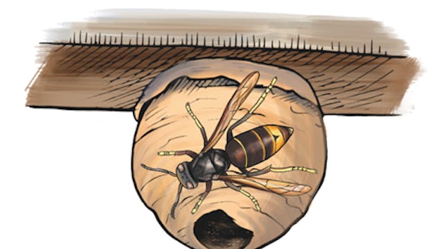primair nest Aziatische hoornaar