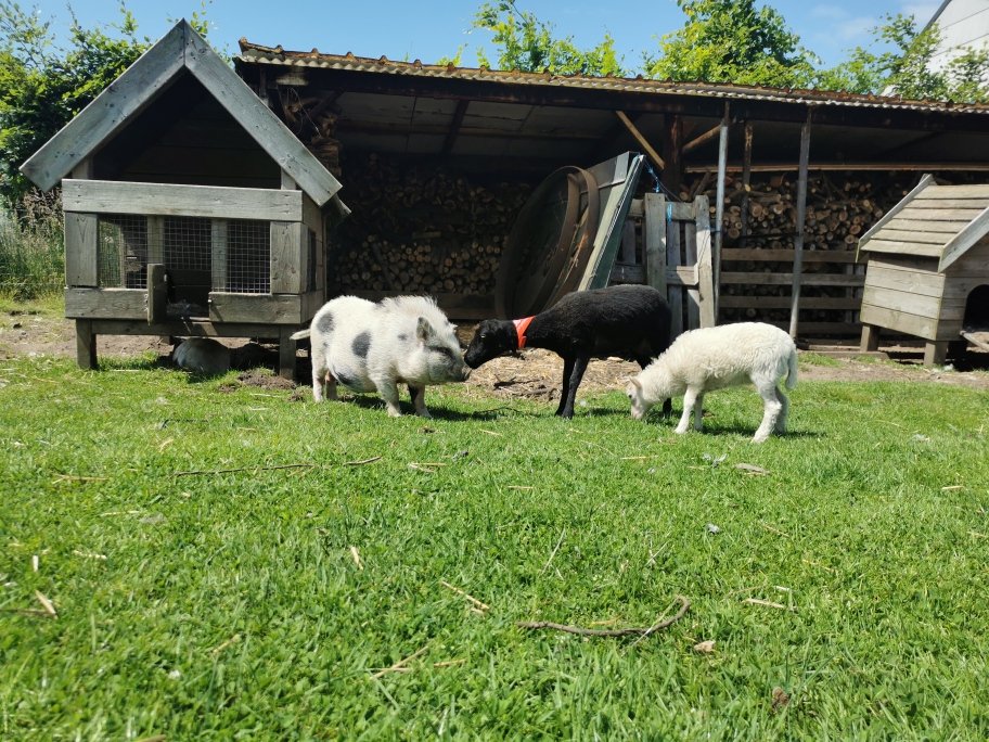 Mobiele kinderboerderij