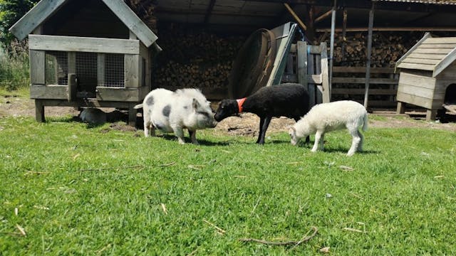 Mobiele kinderboerderij