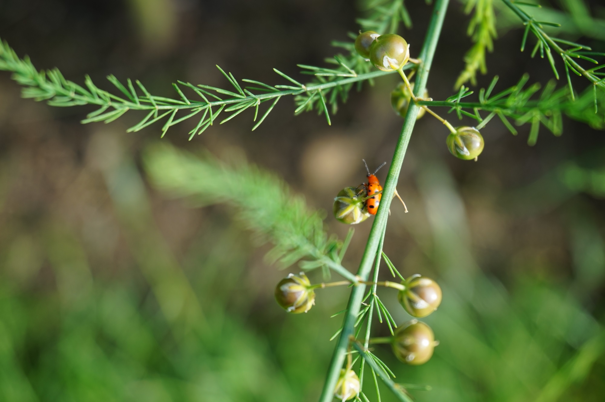 Visite guidée : "Relation plantes-insectes"