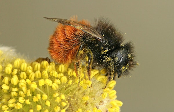 Volzet: 1000-soortendag in de Bourgoyen-Ossemeersen - Bijen 18/6