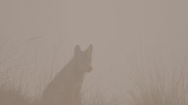 In het spoor van de wolf, foto: Ernesto Zvar, ANB