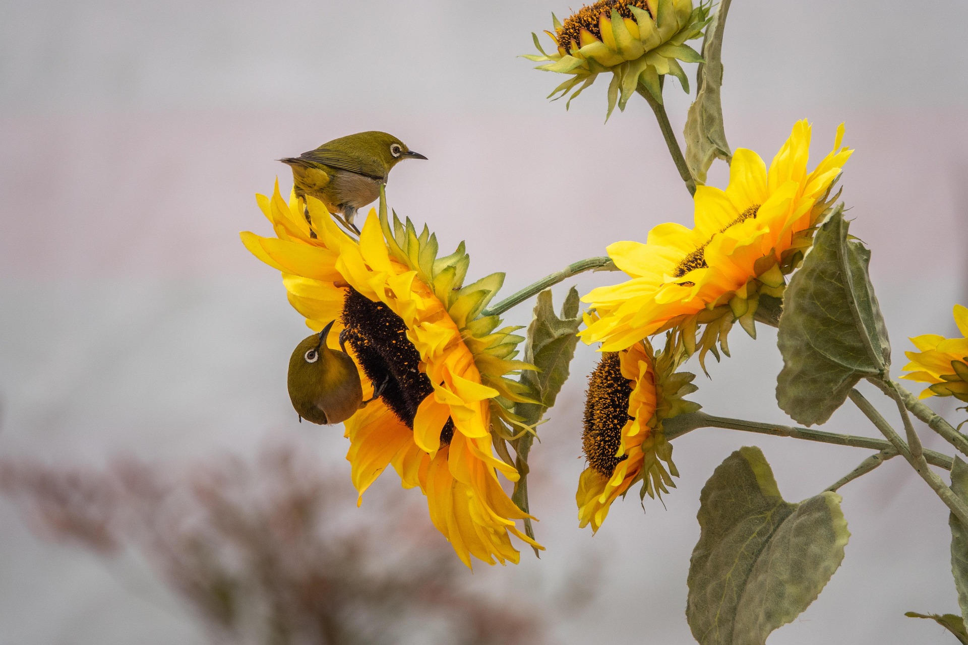 Mezen op zonnebloemen