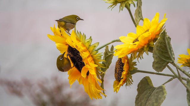 Mezen op zonnebloemen