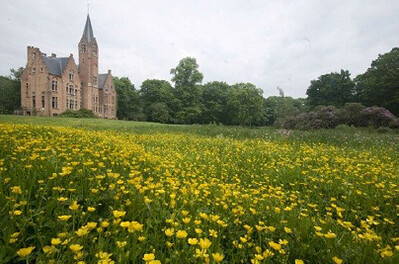 De eerste lentebloeiers in het Ryckeveldebos - natuurwandeling