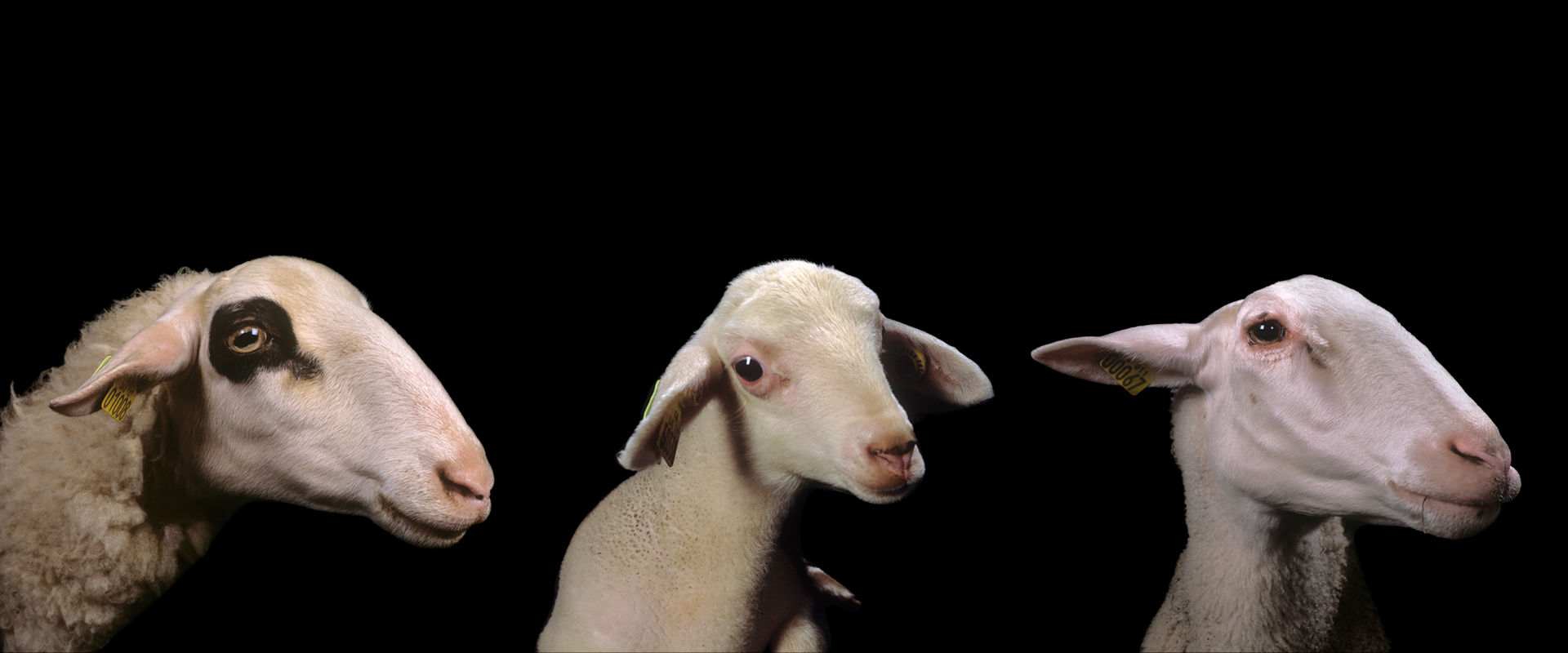 Condition ovine