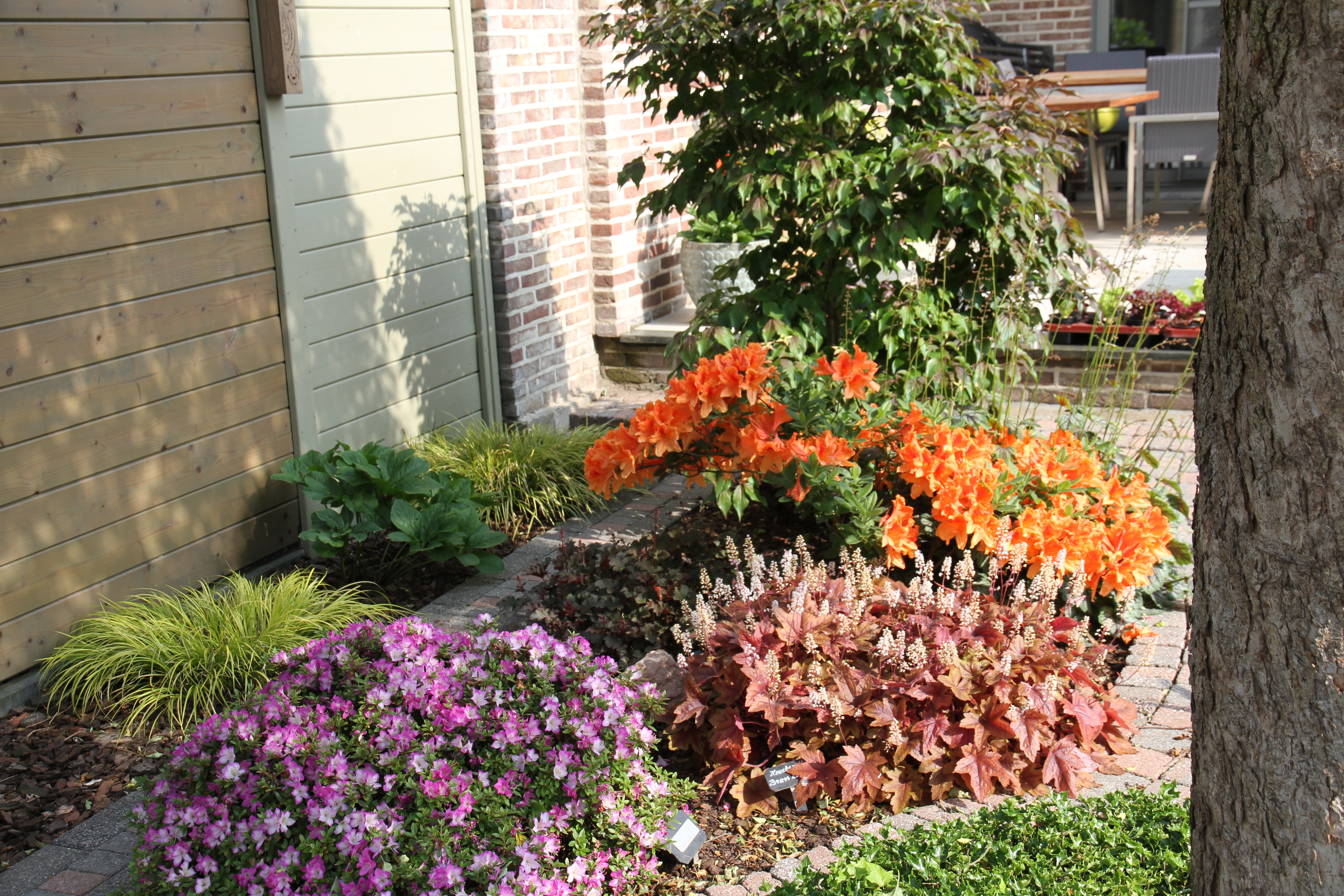 azalea in bloei