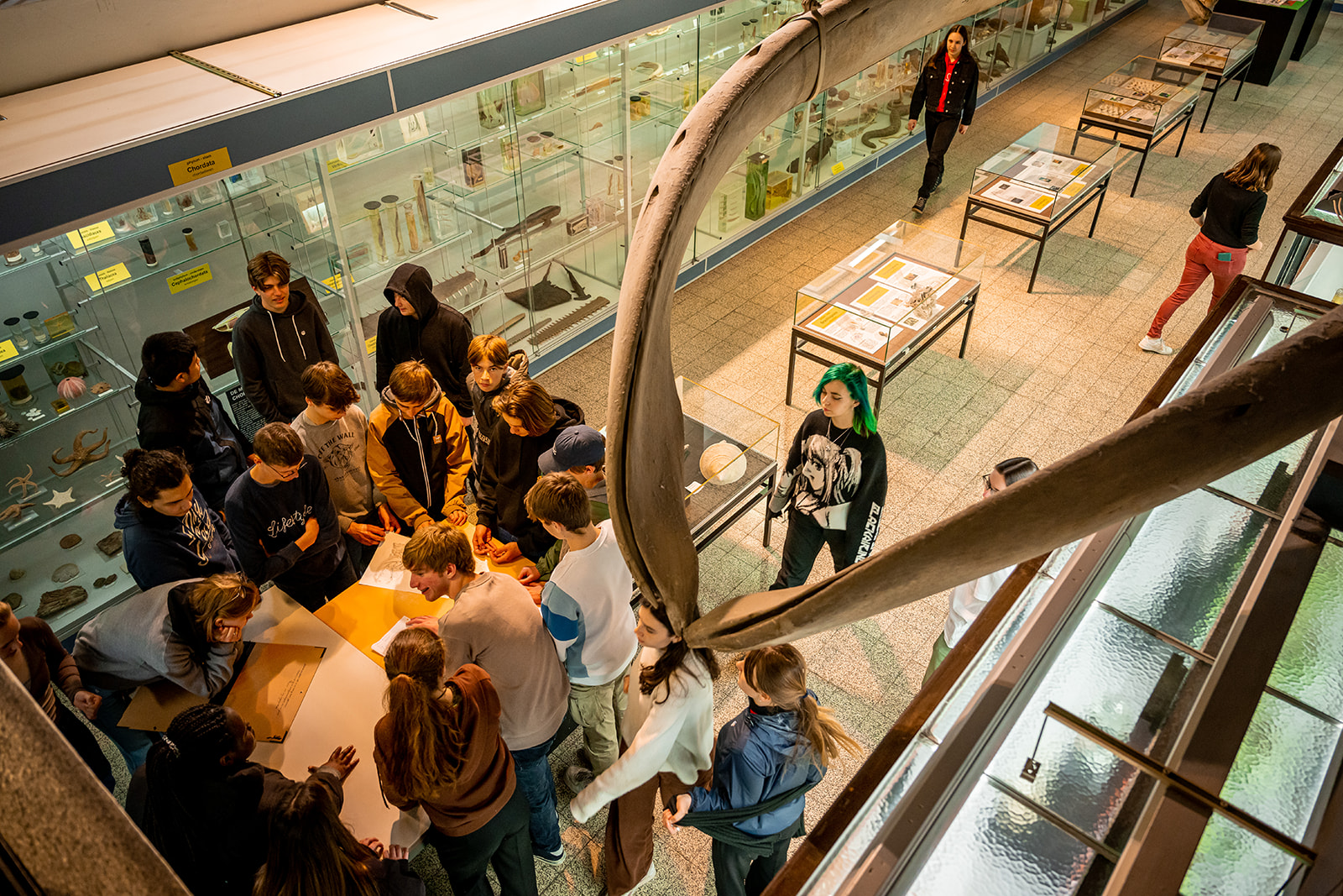 Museum voor dierkunde Leuven