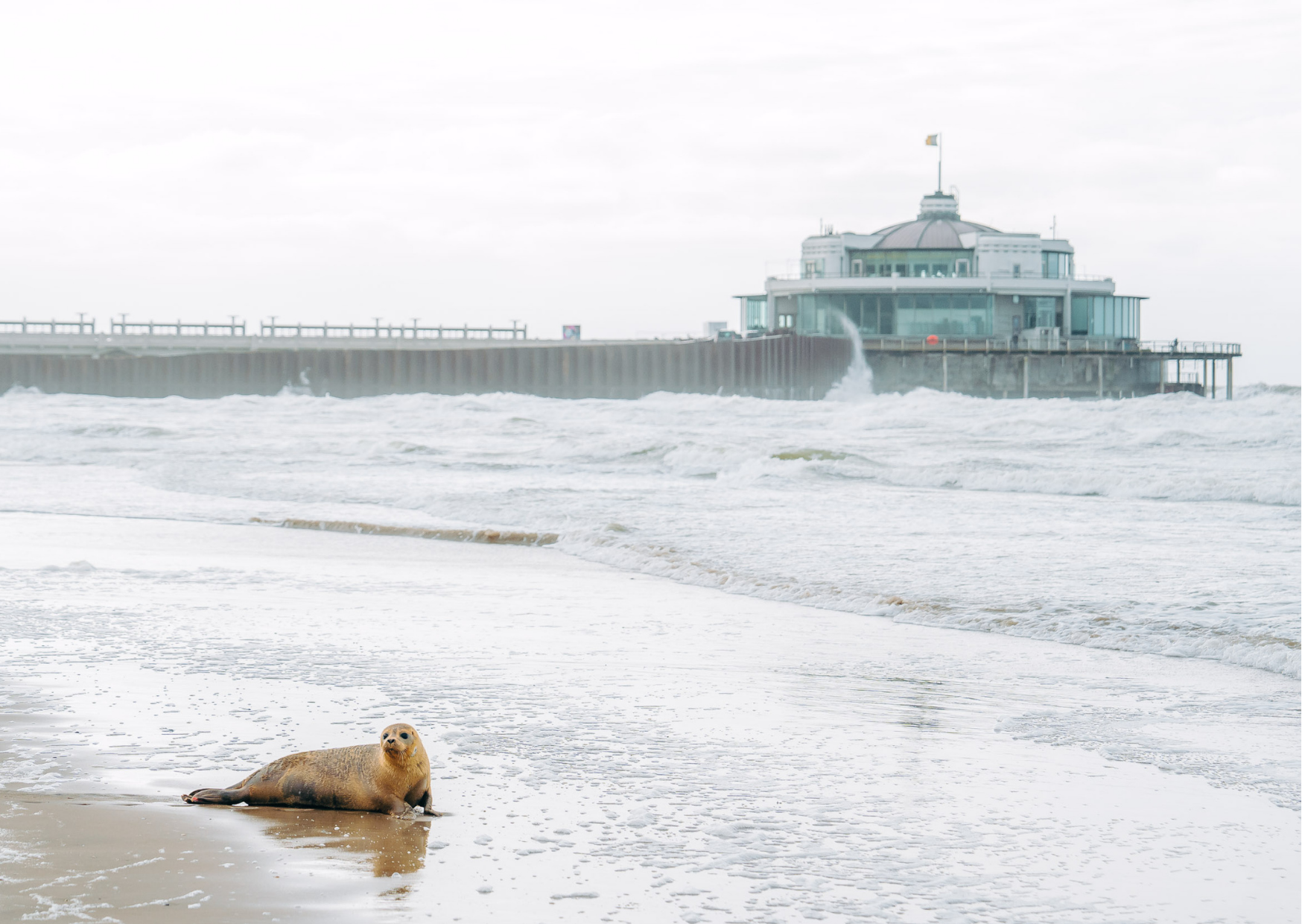 Zeehondenvrijlating strand Blankenberge