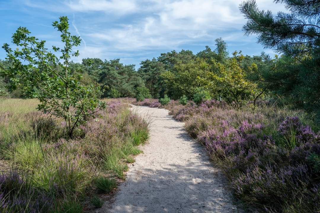 Kalmthoutse Heide