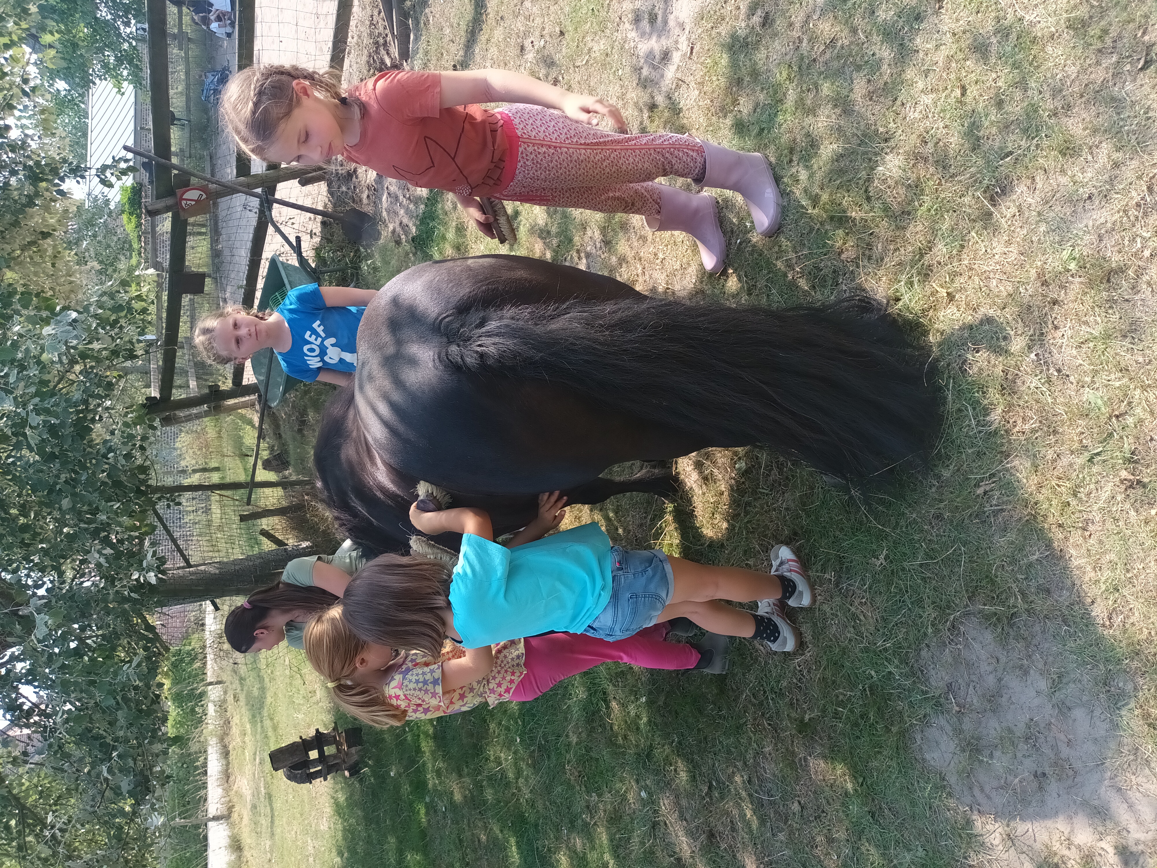 Verzorgen van de ponys voor het rijden