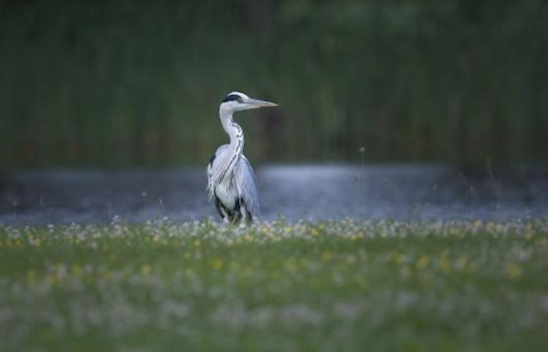 Blauwe reiger
