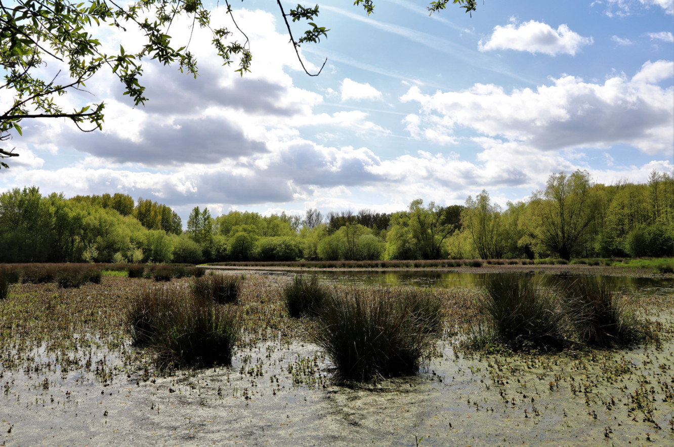 Grassen en plassen in de Honegem