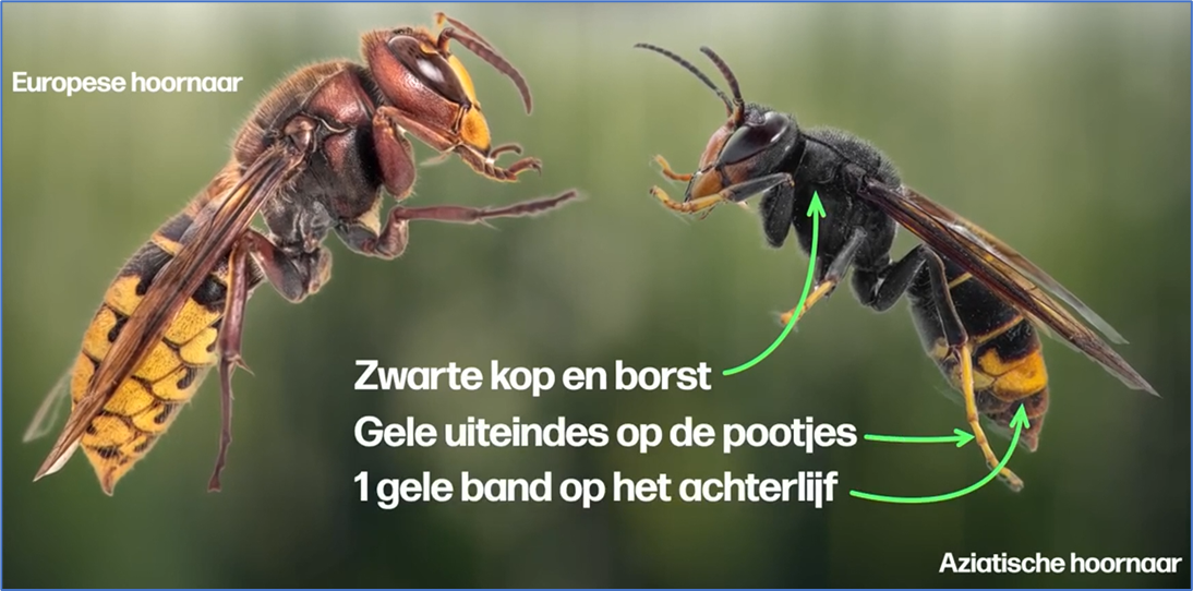 Aziatische hoornaar