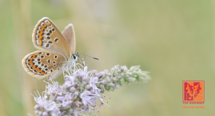 Bijen en vlinderwandeling voor gezinnen