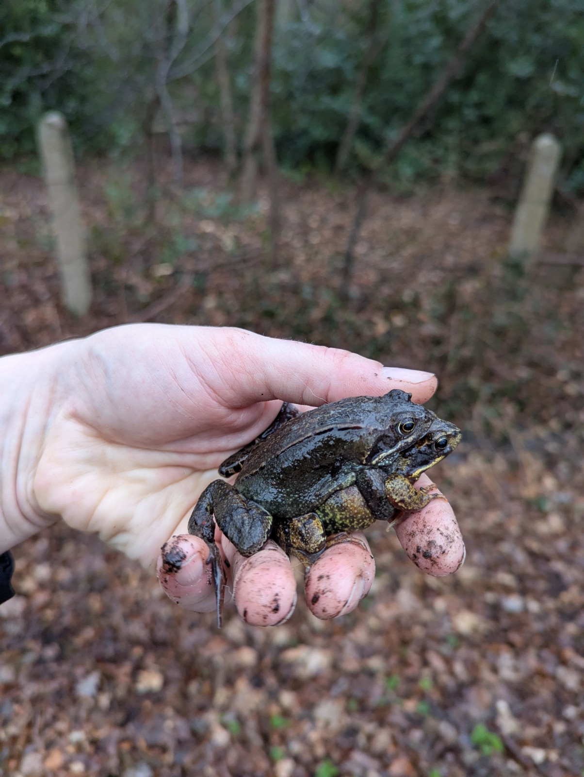 De padden wandelen langs een wand en vallen in een emmer. Daar worden ze met de hand uitgehaald en overgezet. We kunnen de dieren dan ook goed bewonderen.