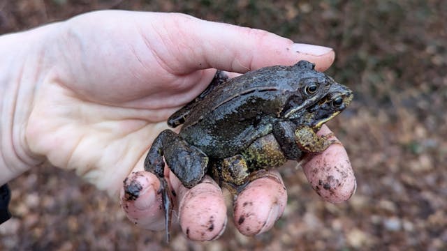 De padden wandelen langs een wand en vallen in een emmer. Daar worden ze met de hand uitgehaald en overgezet. We kunnen de dieren dan ook goed bewonderen.
