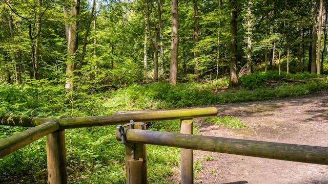 Forêt de Soignes : reconnaître le chant des oiseaux, une visite sonore dans les bois
